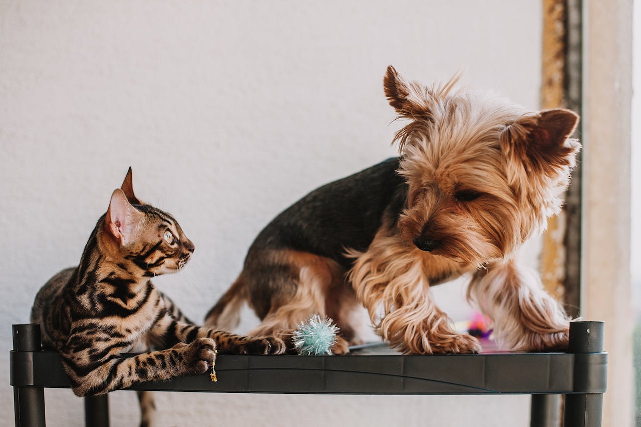 A Sunny Paws caretaker with a client pet